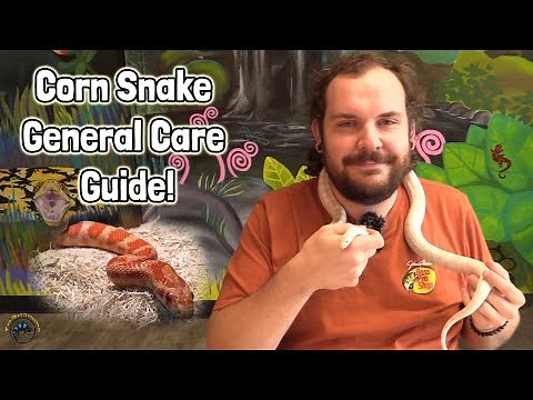 How to Take Care of a Pet Corn Snake: A TDI General Care Guide! 🐍