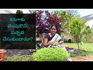 Chickpea (Chana) leaves - How to grow and harvest.