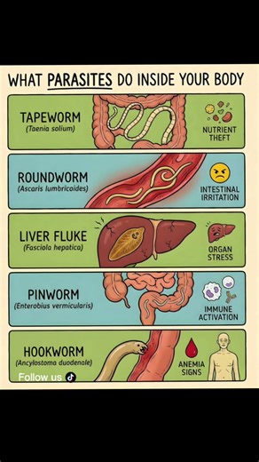 Parasites in the Human Body: What Science Actually Says Parasites can live in the human body, but their effects vary widely. Many infections are mild, treatable, or even symptom-free. Here’s a clear, evidence-based look at what some common parasites can do — not what they always do. Tapeworms • Live in the intestines • Can absorb nutrients from food • Heavy infections may lead to vitamin deficiencies, but many people have no symptoms Roundworms (Ascaris) • May cause abdominal pain, bloating, or 