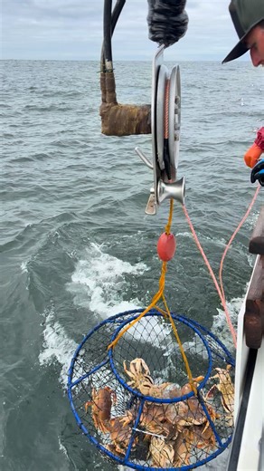 How many Crabs can you count in this Ambush Hoop Net? 🦀 | Promar & Ahi USA
