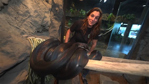 Watch what happens when she comes too close to a black python