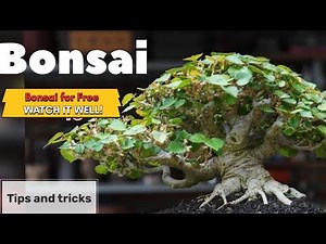 Bonsai making ideas || free bonsai || hibiscus bonsai