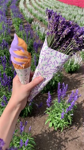 Exploring Lavender Season in Hokkaido: A Visual Treat