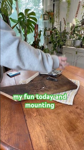 Mounting staghorn ferns with a skull mount. #ferns #skullmount #indoorplants