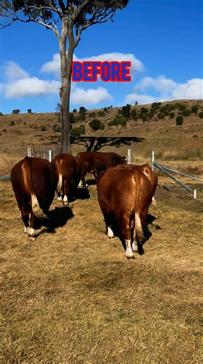 “LOCK, STOCK & 2 SMOKING BARRELS” The boys are ready for Ag-Grow 2025 Emerald Qld #eldersstudstock #Stocklive #simmentalaustralia | KBV Simmental Stud