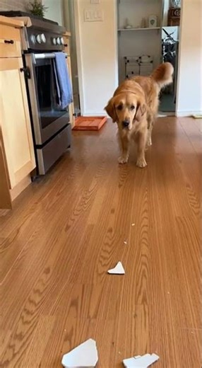 Cat Frames Dog for Counter Crime