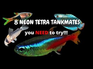 8 BEST Neon Tetra Tank Mates You Need To Try