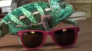 #Cameleon (Girgit) Changing Color :) | Animal Adventures