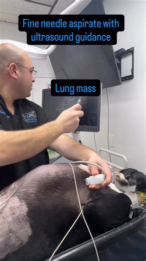 When answers are hard, clarity still matters. This video shows a fine needle aspirate (FNA)—a minimally invasive procedure used to collect cells and help us understand what’s happening inside the body. In this case, the aspirate confirmed metastatic cancer. The cancer started in the kidney and had spread to the lungs. While this is heartbreaking news, having a clear diagnosis allows us to guide families with honesty, avoid unnecessary procedures, and focus on comfort and quality of life. Advance