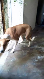 Update☆ Adopted Pending Transport☆ Earlier this week: Please Share Cinderella Dog🐕🍖🍗🌮 There is nothing much more exciting than getting breakfast ( yet again !) for an18 month old dog like Canela who was chained up and starved. That tail sure does wag happily at mealtimes. Every mealtime she is surprised and delighted. She still is getting used to what it means to be valued. Our spayneuter events are valuble to reduce the population of unwanted dogs and cats. No dog should have to suffer the 