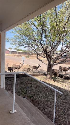 Front Yard Visitors: The Mule Deer Edition 🦌 #wildlife