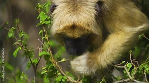 Close view of a monkey eating leaves from a tree.