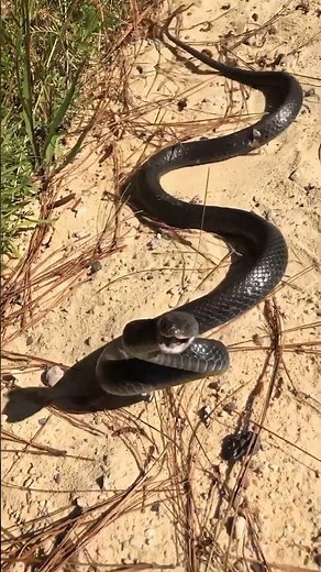 Black Racer Snake