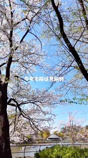 【千葉公園】車なしチル散歩 #チル #vlog #グルメ #50代 #一人旅 #ひとり旅