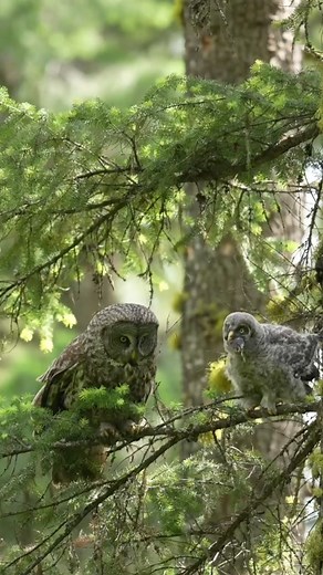 FOLLOW US #owlseverywhere #owlsaddicted #owlgang #photography #adorable #wildlife #nature #wildlifepictures #wildlifephotography #naturepictures #owls #owl #owlobsession #iloveowls #owllover #bird #owllovers #owllove #owlstagram #birdlovers #animallover #animalphotography #owly #beautiful #birdofprey #animal | The Owls Lovers