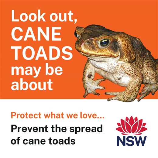 4.6K views · 27 reactions | ⚠ Look out, CANE TOADS may be about! It’s that time of year where cane toads become active in parts of NSW. Be early to catch and remove before they mate and further populate. Spotted a cane toad? Report it today:  https://www.feralscan.org.au/toadscan/ | NSW Biosecurity | Facebook