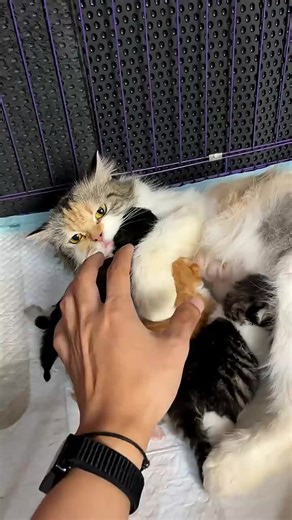 Caring for a Newborn Kitten: Essential Tips