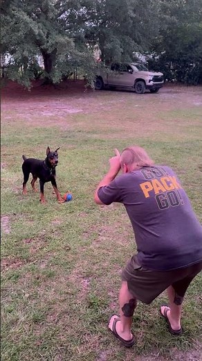 Doberman vs. Bull Dad: Epic Charge & Ball Heist Gone Wild!