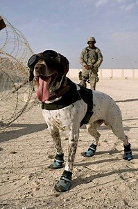 Bomb Sniffing German Shorthaired Pointers
