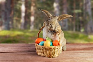 These are the origins of the Easter Bunny - and why we celebrate the famous rabbit