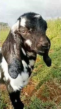 Little goats sound #goat #goatsounds #animalsounds