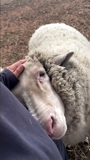Sheep Wool: How It’s Collected and Used