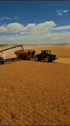 📍Dalton Farms, Hillston NSW Reliability. Capacity. Built for harvest. 🎥 @will.campbell35 | @bourkeharvesting #coolamonchaserbins #coolamon #harvest #australianmade #builtbyaussiesforaussies #australianfarming | Coolamon