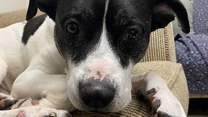 Dog who has been at Ohio shelter for more than 2,500 days looking for forever home