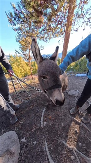 4WD Donkey Adventures in the Colorado Mountains