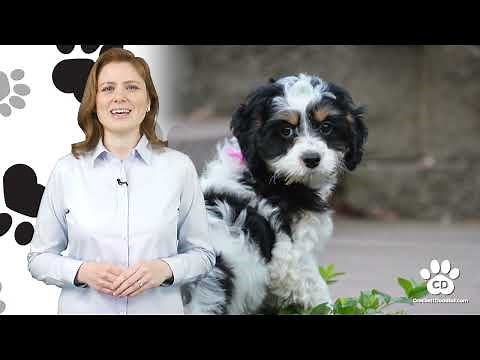 Springerdoodle Breed Information and Characteristics