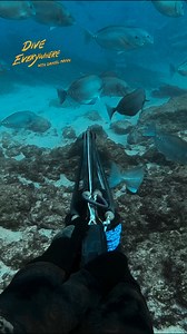 Amazing blue fish | Daniel Mann - Dive Everywhere