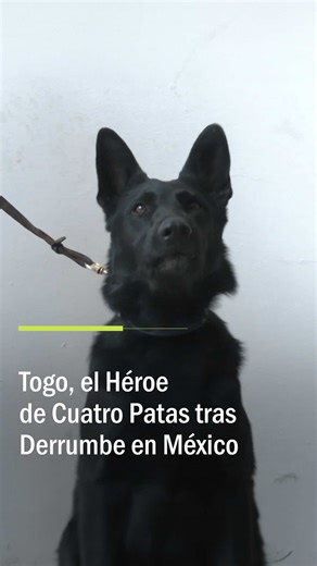 Togo es el perro de rescate que ayudó a localizar a personas atrapadas entre los escombros de un edificio que colapsó en el centro de la Ciudad de México. El can pertenece a la célula homocanina del Cuerpo de Bomberos de la capital mexicana. Este valiente amigo de cuatro patas tardó tan solo cinco minutos en localizar el primer cuerpo en la escena del desastre. #primerimpacto #perro #togo #canino