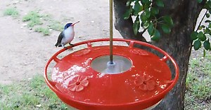 Patagonia, Arizona: Hummingbird Feeder Webcam