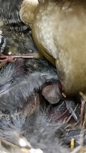 Cute Zebra Finch Babies in the Nest (p 2) #shorts