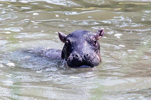 Hip, Hippo, Hooray! Cheyenne Mountain Zoo Welcomes Its First Baby Hippo in 32 Years - CMZoo