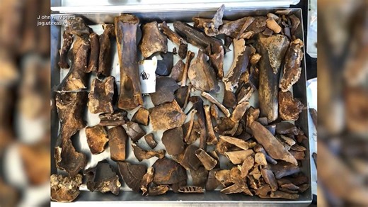 Fossils discovered in Central Texas cave could shed new light on prehistoric life in the area