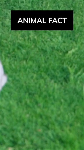 Rabbit fact!! 🐇💗 #animals #animallife #funnyanimals #wildlife #rabbit #facts #shorts