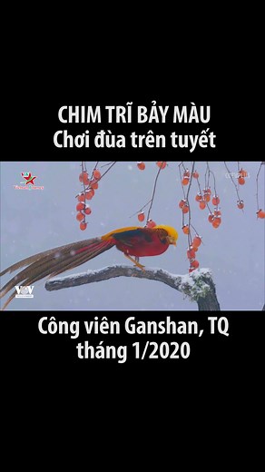 Chim Trĩ Bảy Màu: Thư Giãn Giữa Covid-19