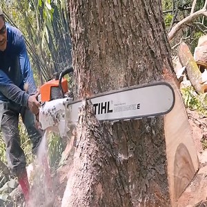 Legendary Chainsaw !! STIHL 070 Vs Huge Trembesi tree | Annie