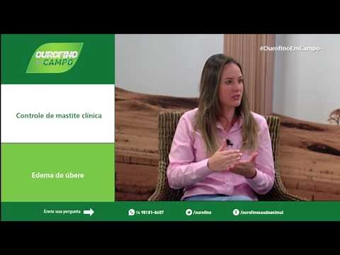 Como controlar mastite e edema de úbere? - Ourofino em Campo