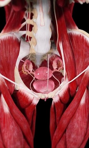 The Female Reproductive System: A 3D Animated Overview #humanbody