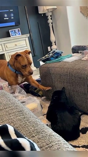 cats vs dogs 🤣 #funnyshorts #entertaininganimals #cat