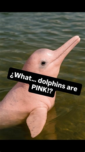 Amazon Pink River Dolphin – Natural History The Amazon pink river dolphin (Inia geoffrensis), also known as the boto, is the largest freshwater dolphin in the world. It lives in the rivers, lakes, and seasonally flooded forests of the Amazon and Orinoco basins. Adapted to shallow, murky waters, it has a flexible neck, large pectoral fins, and a long snout that allow it to maneuver among submerged trees. Its color ranges from gray to pink, with adult males often becoming brighter as they age. Bec