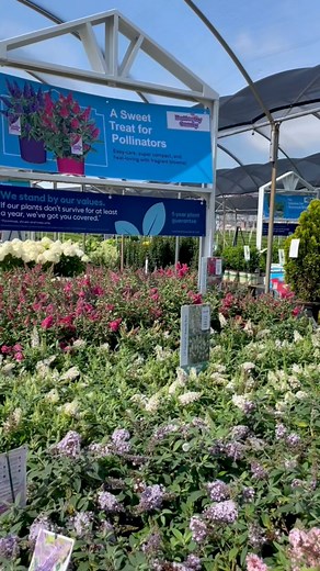 Butterfly Candy is now at retailers near YOU!! 🦋🍭🛒 Which pollinator pal are you going to pick up? | Butterfly Candy