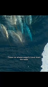 Pack of Narwhals #animals #animalworld #narwhal #narwhals | Animal Documentary