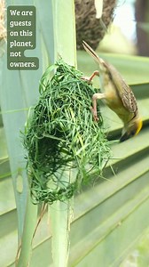 Sky Architects in Action 🏗️🐦 #bayaweaver #nest #nature #birdnest #birdlife Hanging homes woven with patience—each strand a design against wind, rain, and time. Nature’s engineers at their finest. 🌿✨ | Go Green Forlife