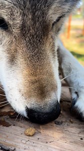 1K views · 71 reactions | You’ve had lots of wolf sniff ASMR, but what about good morning crunchies with Orenda? #Wolf #Wolves #CWWC #ColoradoWolfAndWildlifeCenter #Education #Conservation #Preservation #NonProfit #AZA #Wildlife #FYP | Colorado Wolf & Wildlife Center | Facebook
