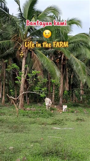 Inaabangan nila akong makaalis 😂😆 #Pasaway #lifeinthefarm