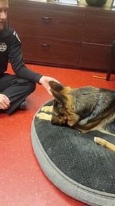 Levi is making friends with our field supervisor! Do you want to be his friend? Come meet Levi! | Pinal County Animal Care and Control