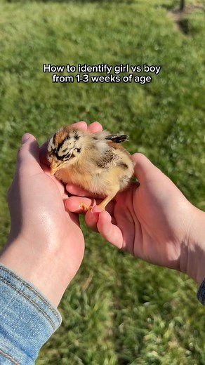This works about 80% of the time! There are some breeds this does not work with, but we have had amazing success with this trick! #chickens #spring #chicks #farm #homestead | Hens and Honeybees